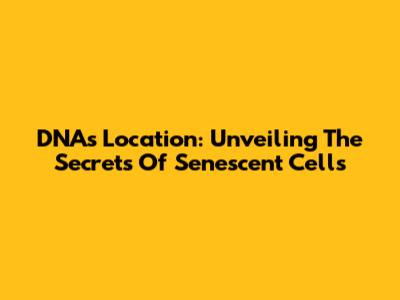 DNA's Location: Unveiling The Secrets Of Senescent Cells